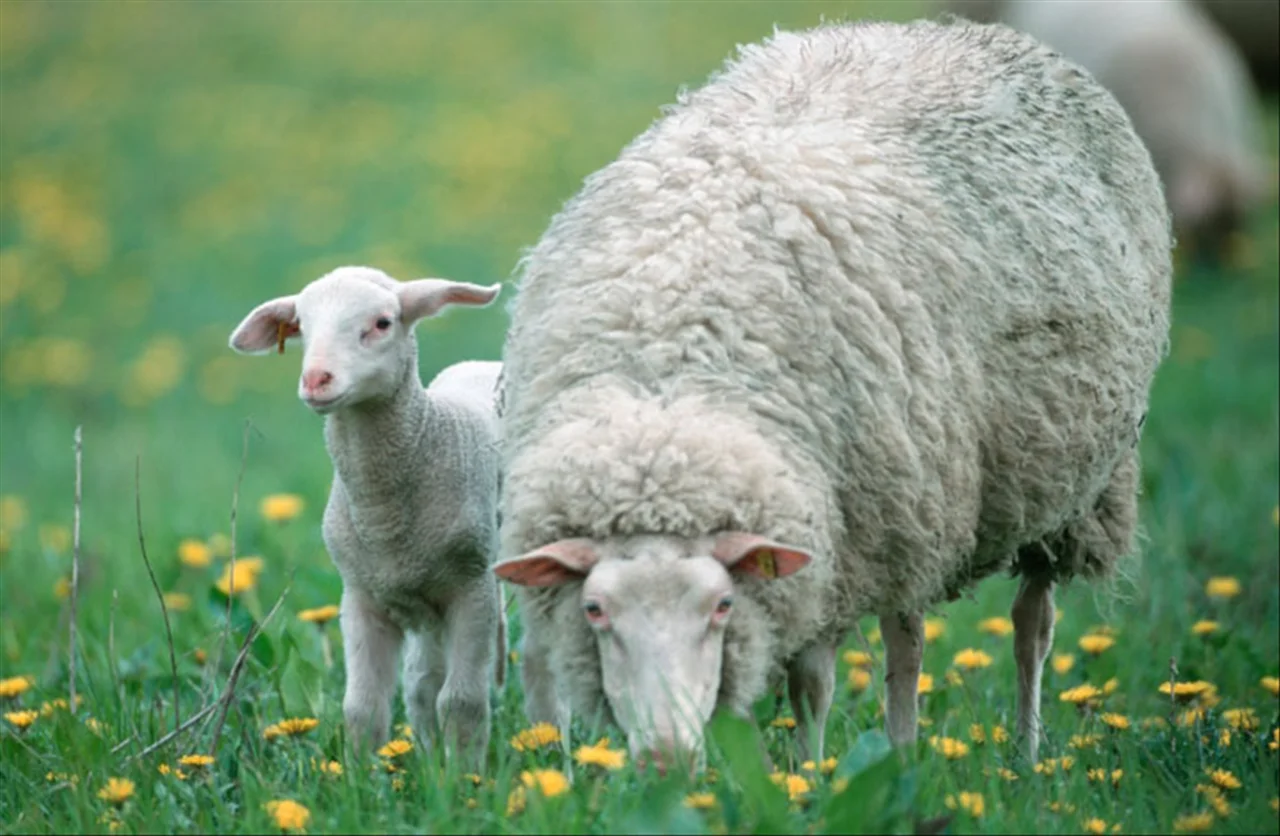 属羊和什么相配婚姻如何 属羊与属什么生肖共事最好