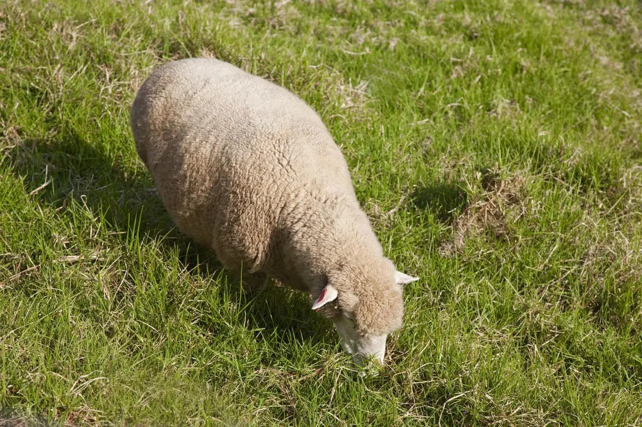 女人属羊的人命是不是不好 属羊难得四月羊啥意思