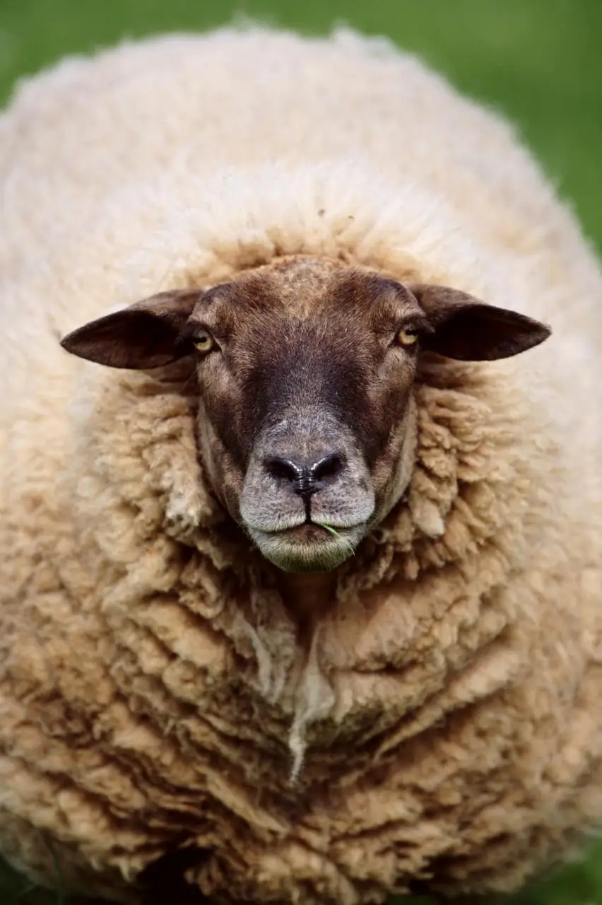 属羊人离不开的两个贵ω　人是谁 属羊命中注定的情人