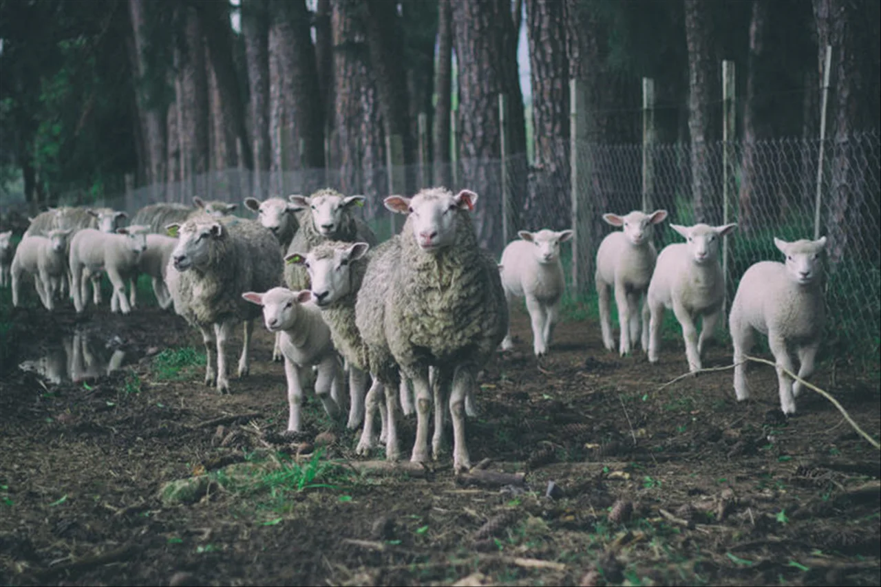 属羊人今后十年大运 属羊近十年运程